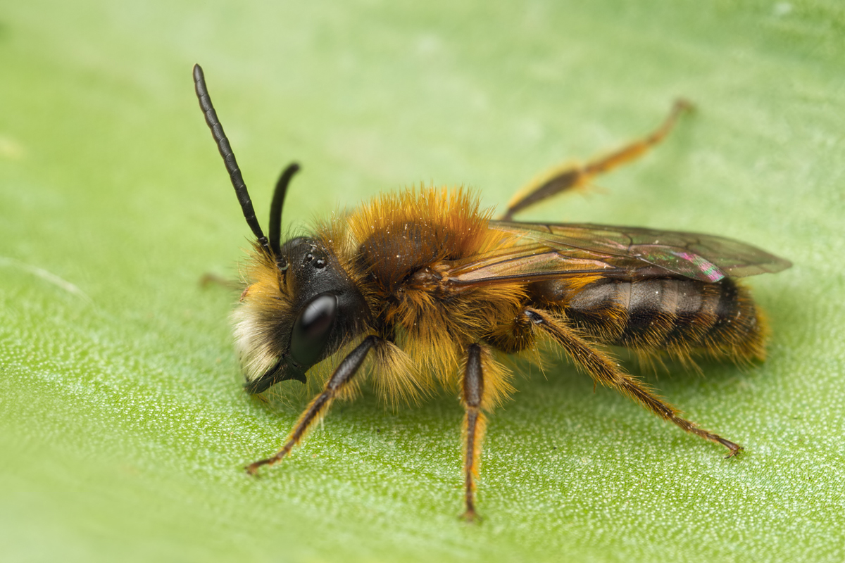 Tawny Mining Bee Male 3